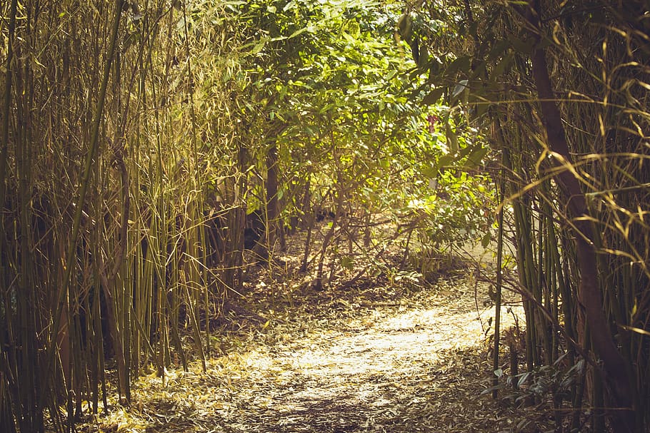 bamboo, trees, leaves, nature, forest, green, summer, park HD wallpaper