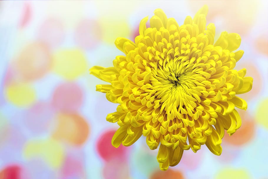 yellow, chrysanthemum, spring, sunny, text space, nature, flower HD wallpaper