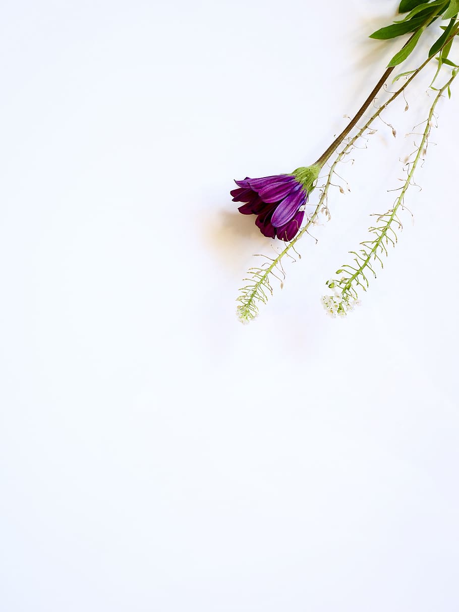 Photo of Purple Flower, bloom, blooming, blossom, delicate, flora HD wallpaper