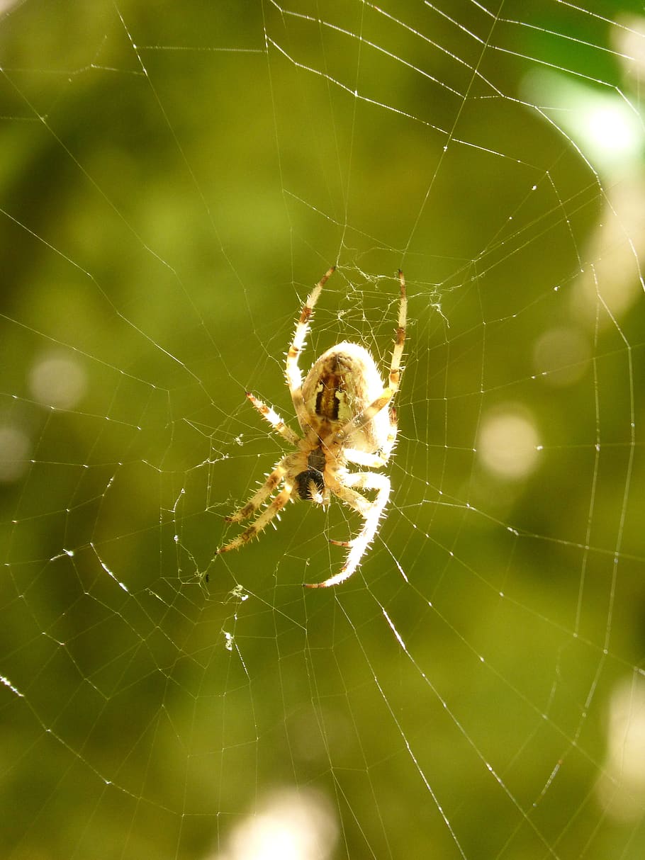 web, spider, hairy spider, fear, arachnophobia, spider web HD wallpaper