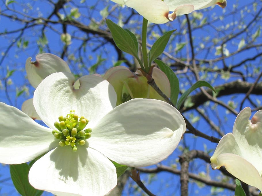 garden, white, flower, fresh, fragrance, blooming, flowering plant HD wallpaper