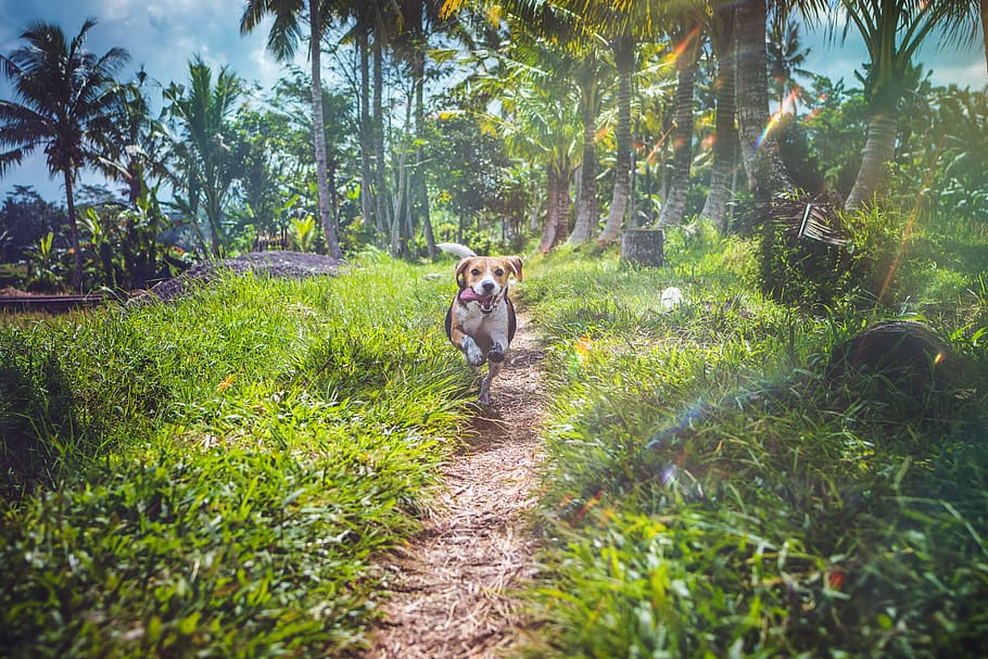 Beagle Running Between Grasses, active, animal, canine, close-up HD wallpaper