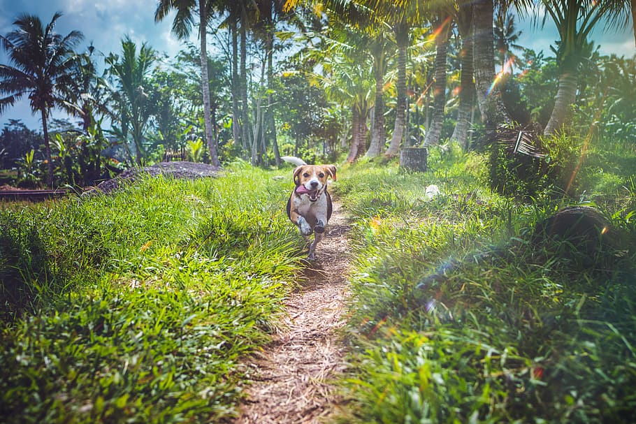 short-caated dog running, path, tree, tropical, tongue, grass HD wallpaper