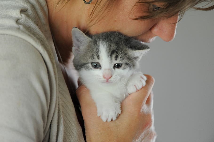 canada, waterloo, cuddle, serene, animal, kitten, holding, pet HD wallpaper