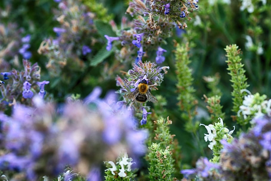 bumblebee, nature, flower, summer, garden, flowering plant HD wallpaper