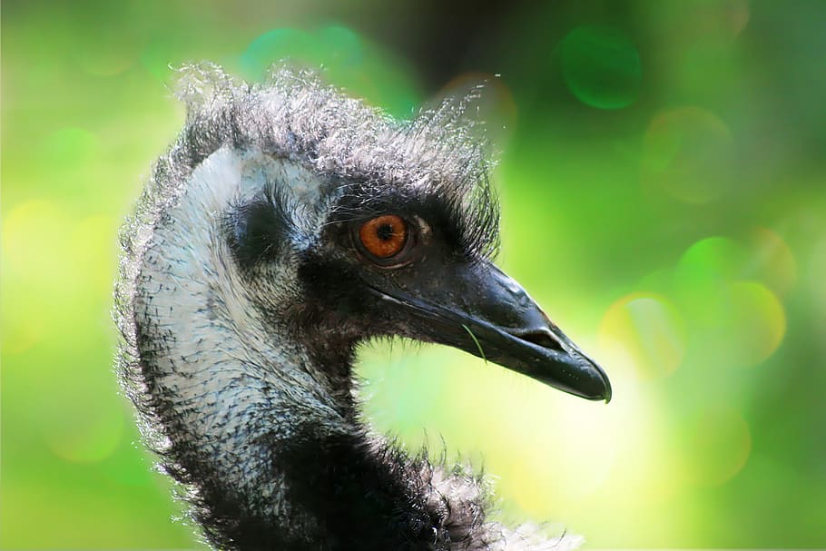 emu, flightless bird, bill, head, animal world, zoo, close up HD wallpaper