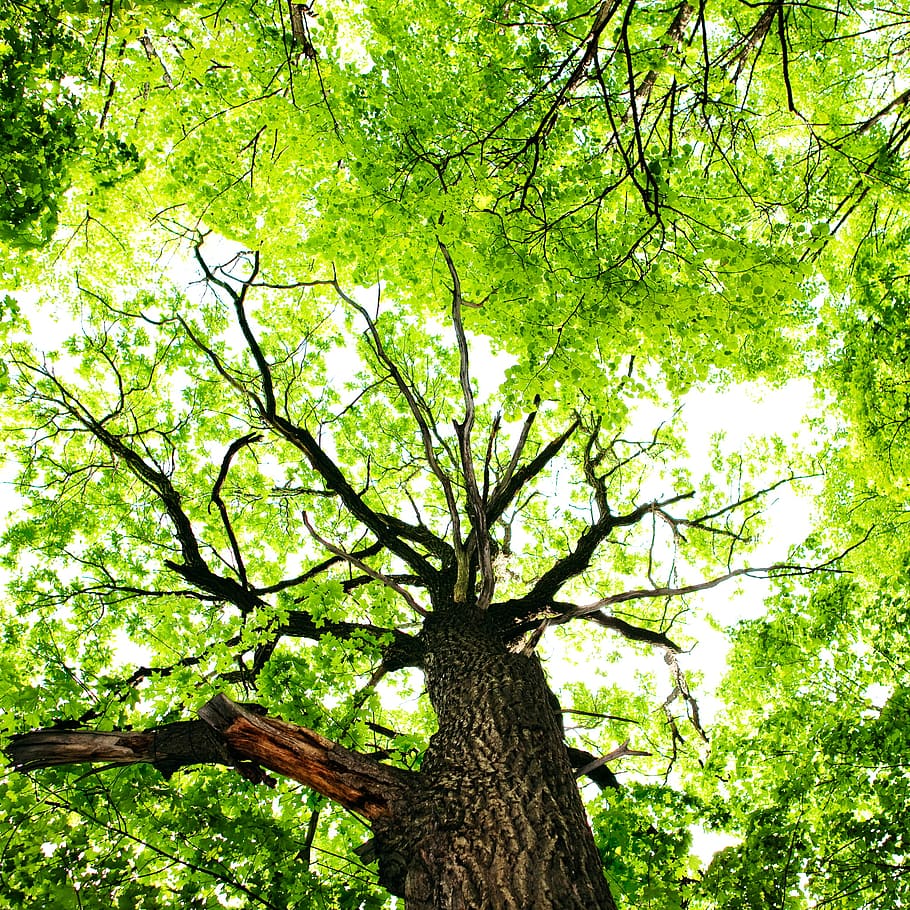 tree, trees, nature, forest, green, summer, wood, background HD wallpaper