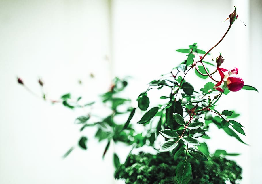 plant, leaf, bird, animal, food, fruit, cherry, flower, blossom HD wallpaper