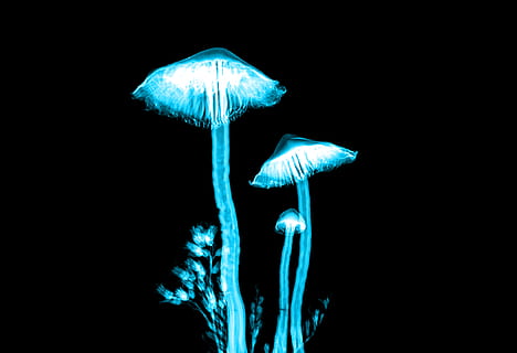 blue lighted mushrooms, xray, color, macro, nature, plant, technology HD wallpaper