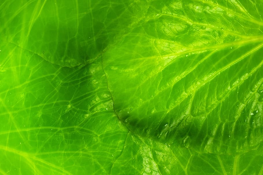 background, botany, flora, floral, flores, foliage, green, growing HD wallpaper