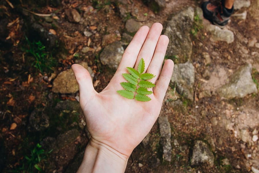 green leaves on palm, leaf, plant, human, person, hand, finger HD wallpaper