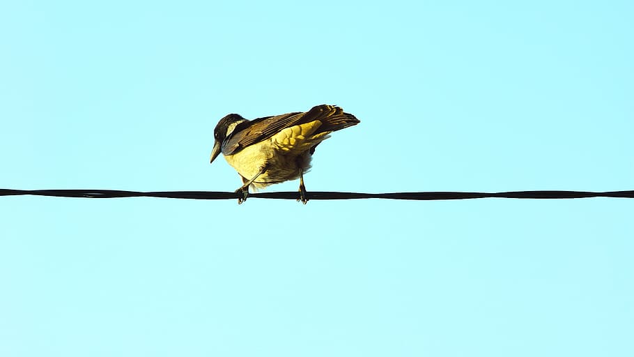 yellow bird perched on wire during daytime, animal, finch, barbed wire HD wallpaper