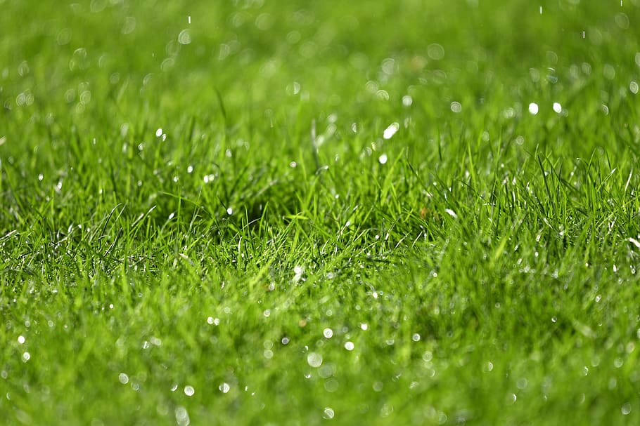 grass, rain drops, droplets, water drops, moisture, lawn, garden HD wallpaper