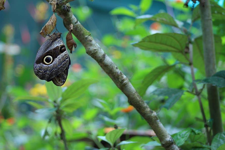 peru, machu picchu, buretfly, trees, plants, insect, plant part HD wallpaper