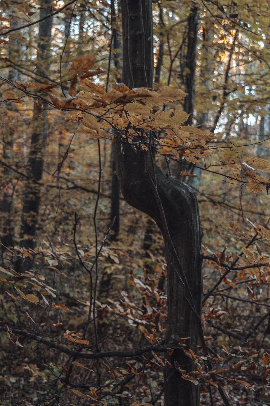 belarus, tree, plant, forest, land, nature, tree trunk, branch HD wallpaper