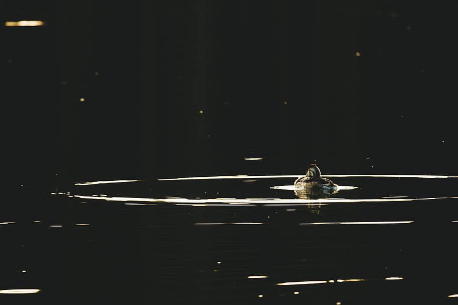 Brown Duckling on Body of Water, feathers, lake, animal wildlife HD wallpaper