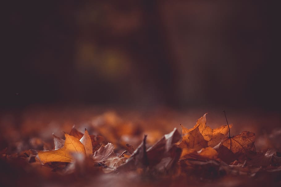 leaves, fall, autumn, leaf, plant part, selective focus, nature HD wallpaper