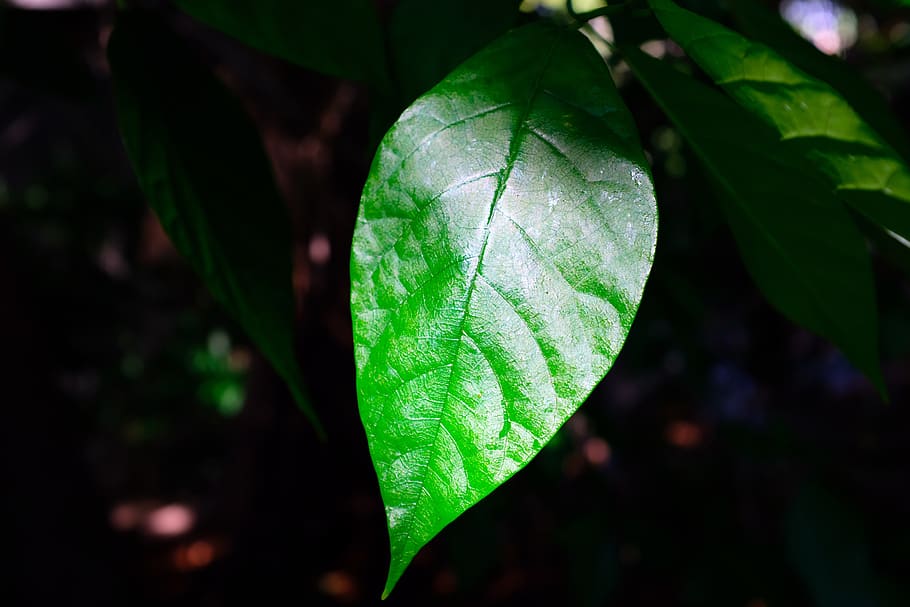 veins, leaf, plant, nature, green, leaves, fruit, food, pineapple HD wallpaper