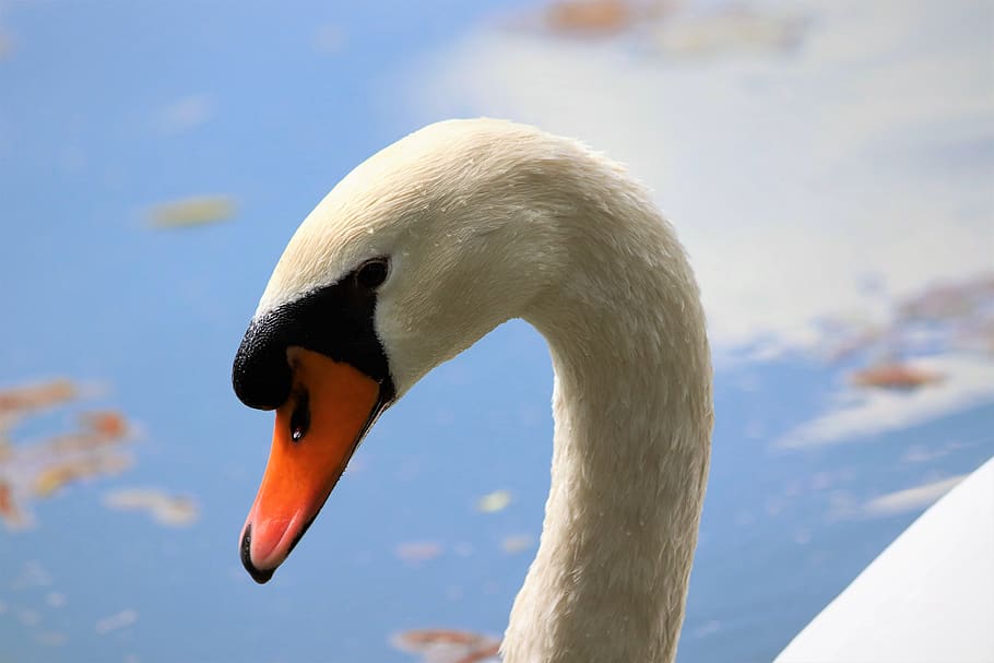 white swan, head, elegant, lake, swim, nature, outdoor, animal themes HD wallpaper