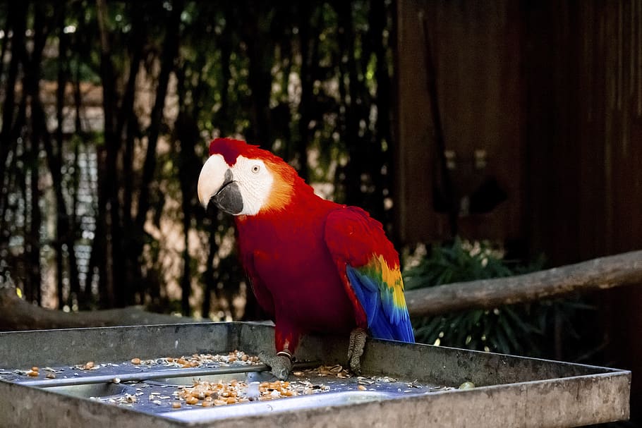 parrot, bird, red, animals, beak, parakeet, wings, birds, animal themes HD wallpaper