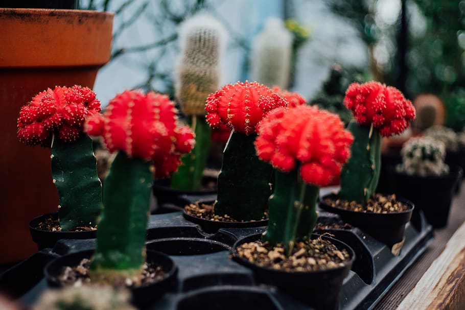 cactus on shallow focus lens, blossom, carnation, flora, flower HD wallpaper