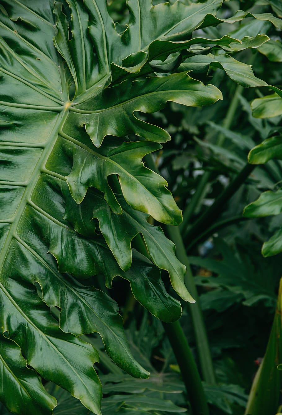 green color, leaf, plant part, growth, close-up, freshness HD wallpaper