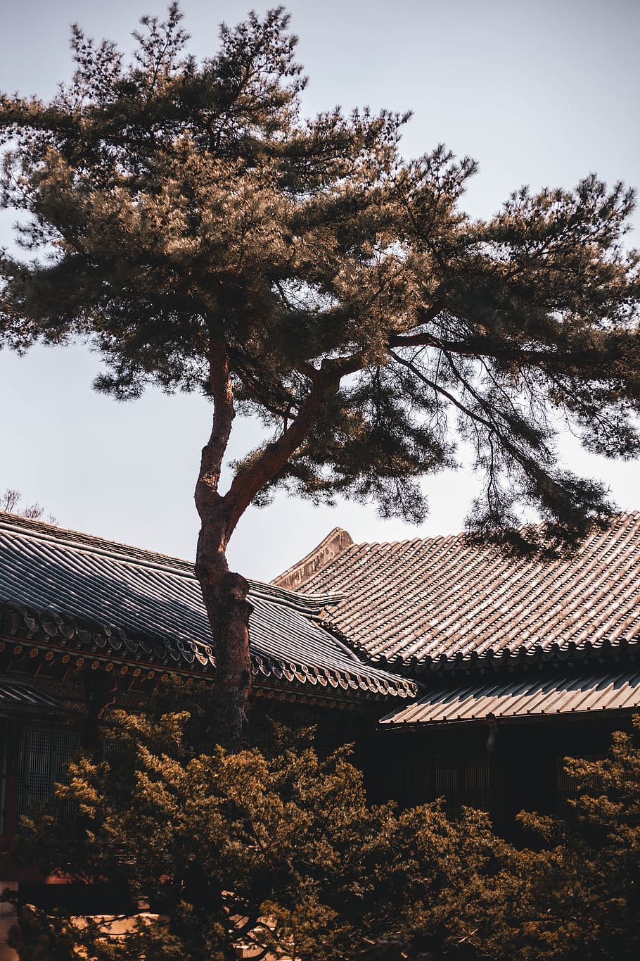green-leafed tree under clear blue sky, plant, roof, architecture HD wallpaper