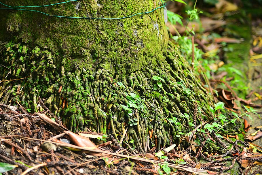 tree, pine tree, woods, forest, plant, growth, green color HD wallpaper