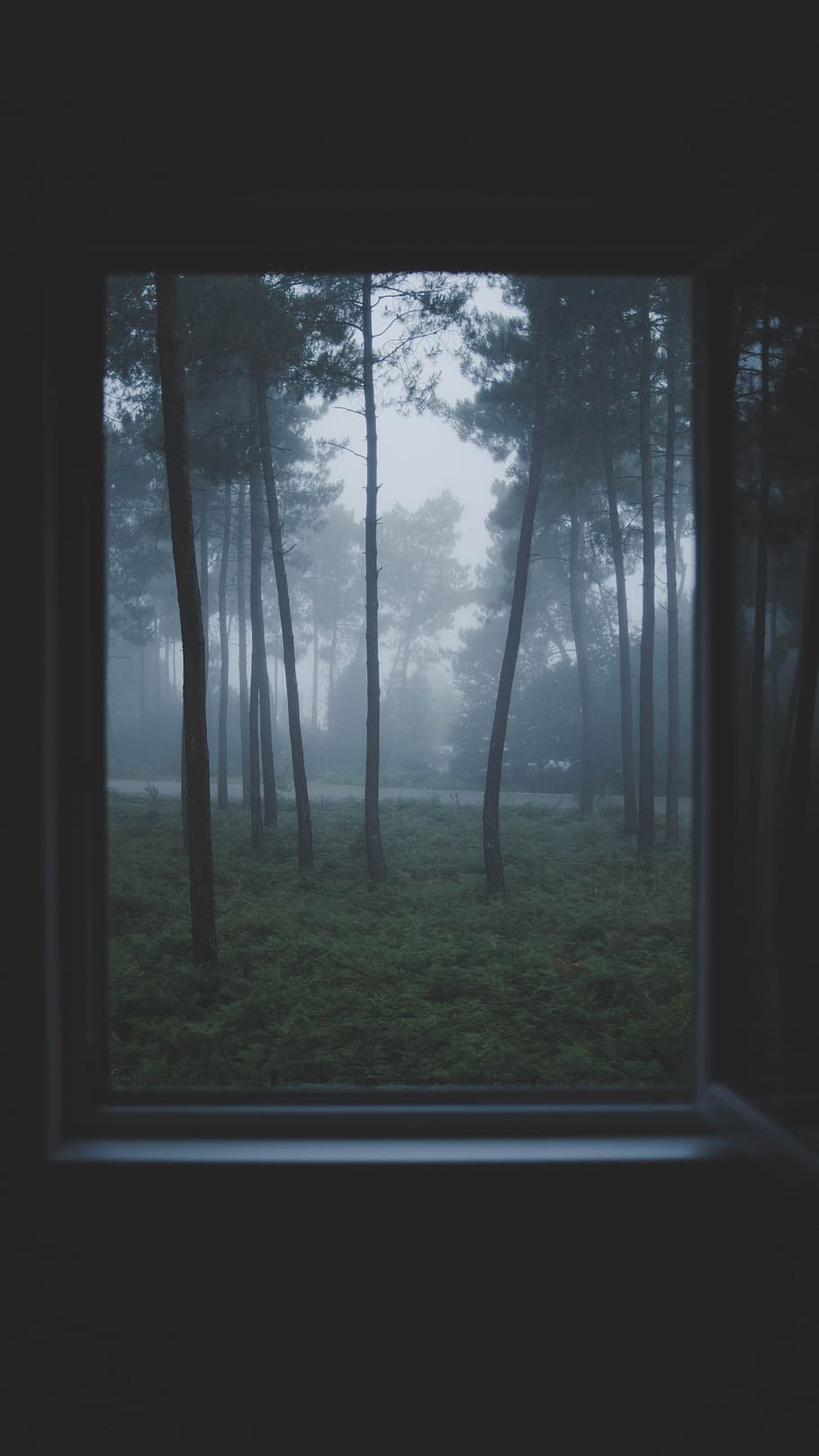 opened white-framed glass window, forest, fog, haze, view, scary, HD wallpaper