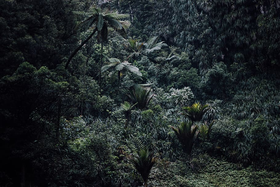 green, trees, plants, nature, landscape, forest, mountain, growth HD wallpaper