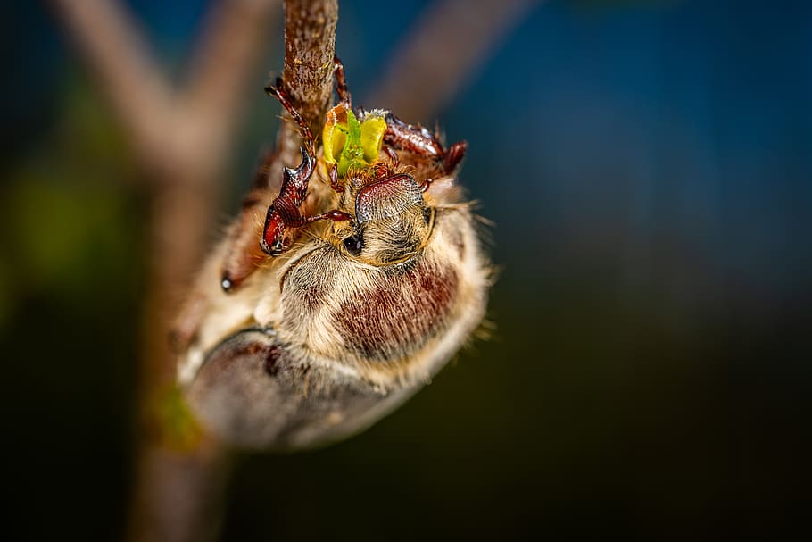 Brown Insect in Macro Shot, bug, invertebrate, little, animal themes HD wallpaper