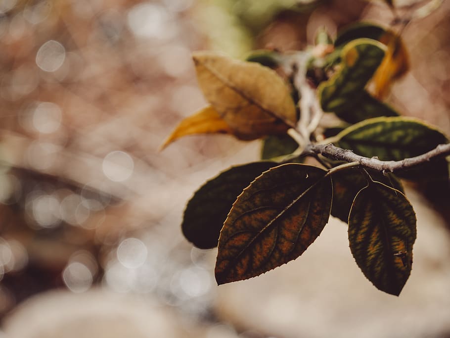 leaves, tree, nature, plant part, leaf, focus on foreground HD wallpaper