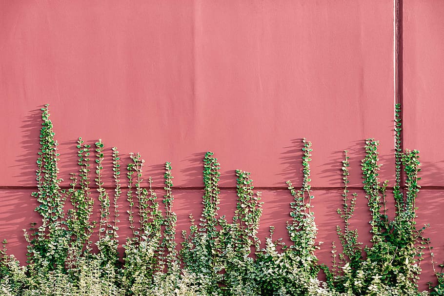 green leafed plants, wall, climbing, leaves, pink, building, architecture HD wallpaper