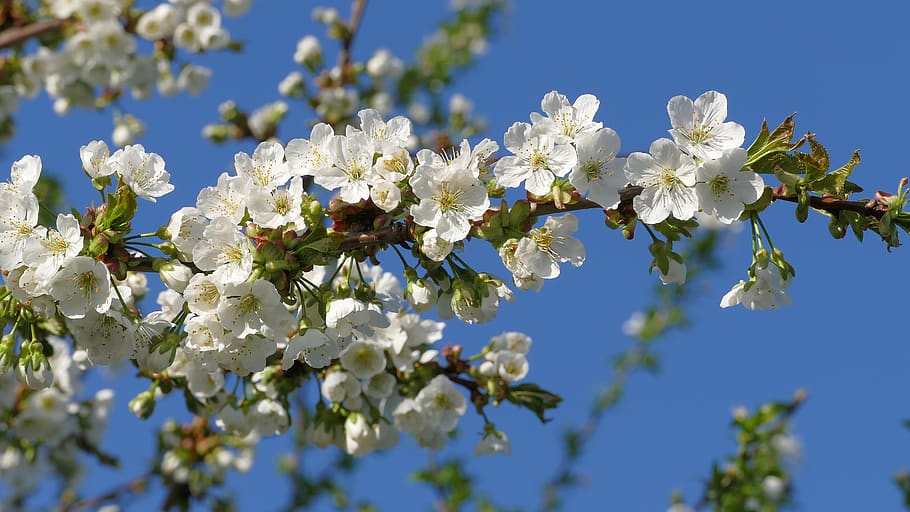 cherry blossoms, flower, spring, garden, inflorescence, white HD wallpaper