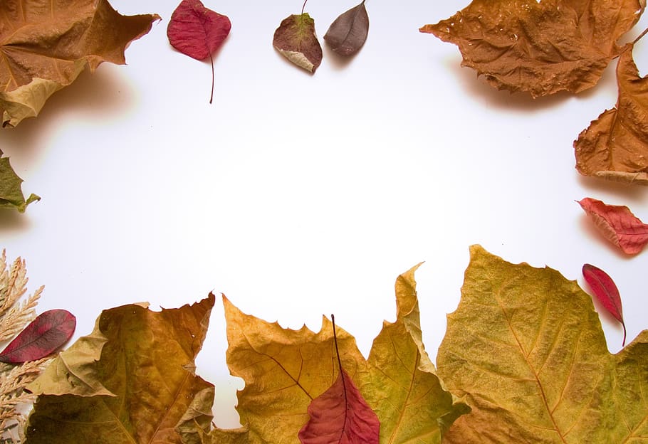 red, brown, orange, gold, leaves, autumn, white background HD wallpaper