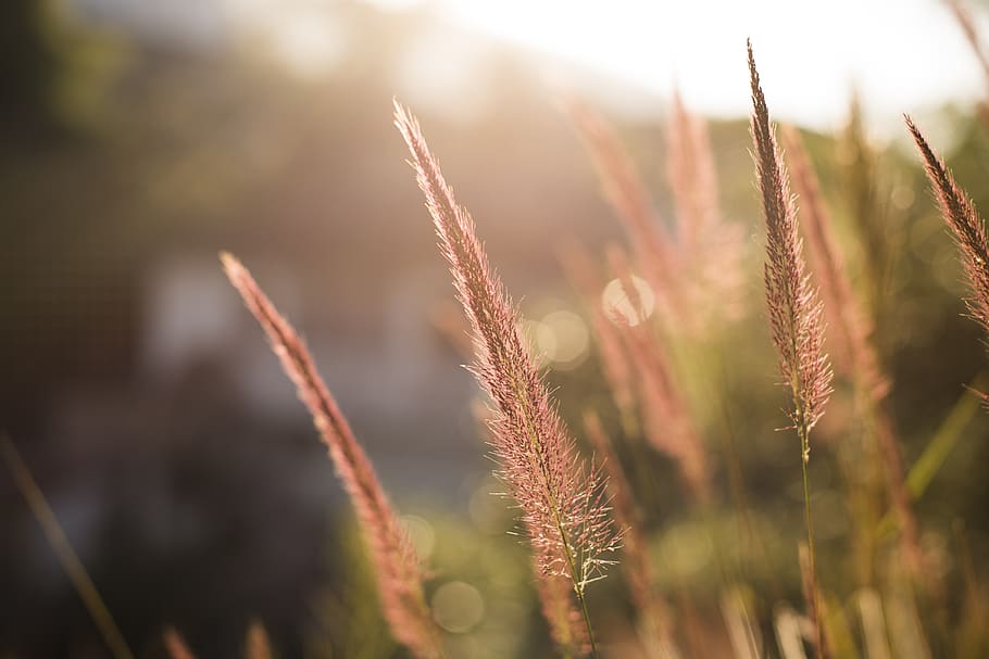 flower, grass, blur, background, nature, environment, lilac HD wallpaper