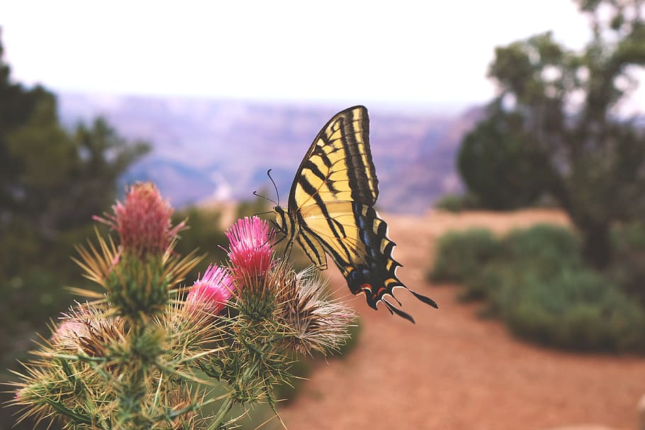 butterfly, insect, animal, bug, macro, grand canyon, usa, travel HD wallpaper