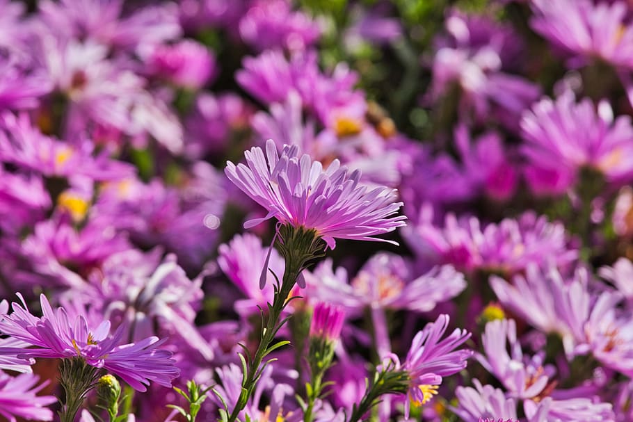 asters, flowers, pink, bright, composites, bloom, close up HD wallpaper