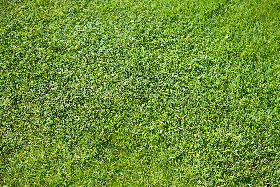 HD wallpaper: green, golf, grass, texture, field, green color, full frame |  Wallpaper Flare