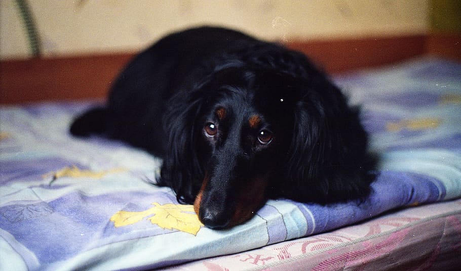 dog, canine, mammal, domestic, one animal, pets, furniture HD wallpaper