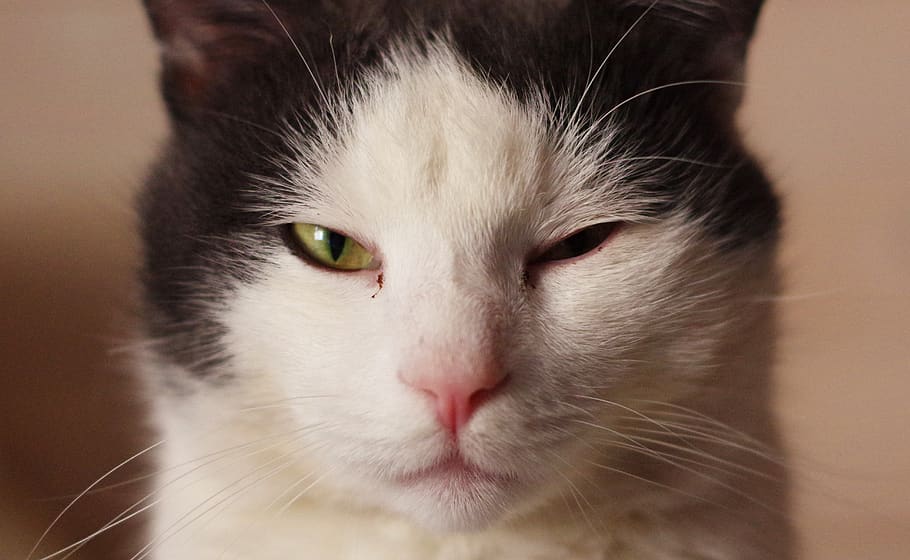 cat, cute, eye, downy, portrait, station of inspiration, domestic HD wallpaper