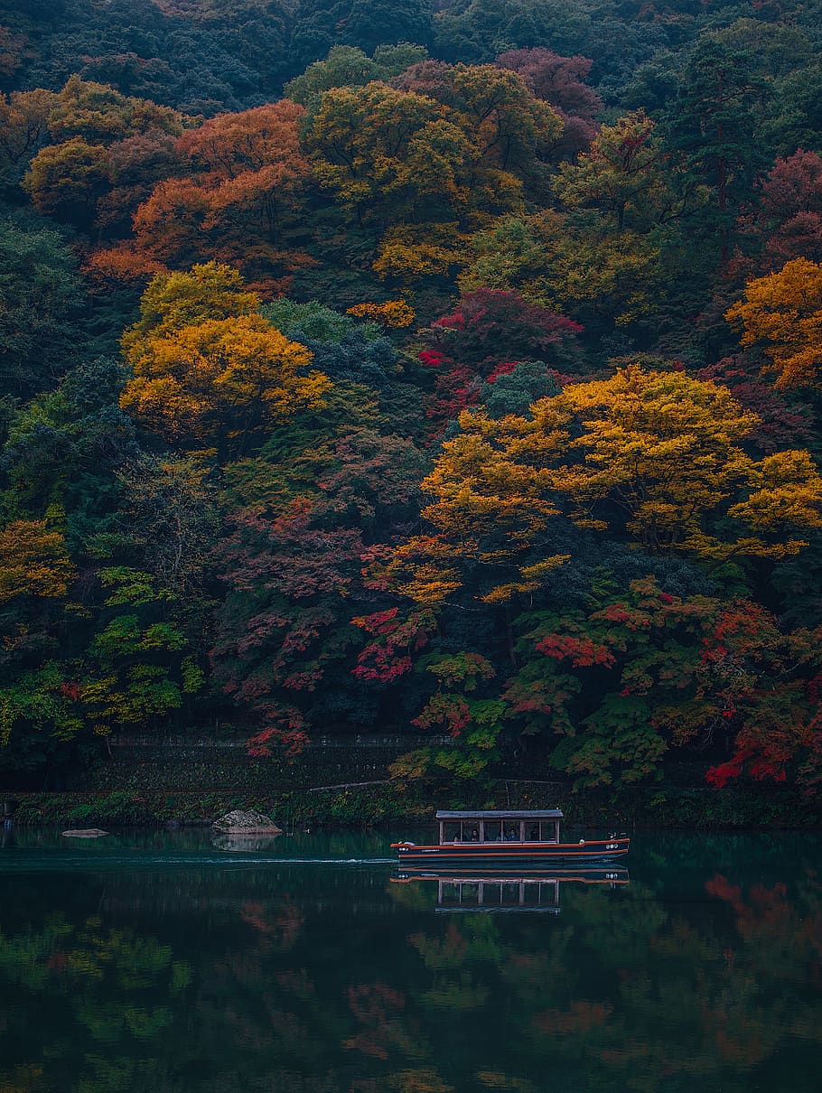 japan, kyōto-shi, arashiyama station, trees, lake, forest, HD wallpaper