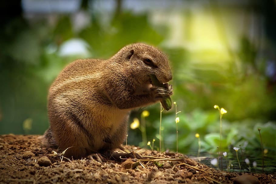 Brown Squirrel Eating Green Plant, animal, cute, macro, wildlife HD wallpaper