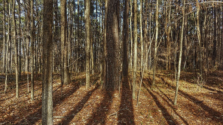 trees, shadows, forest, land, plant, woodland, tranquility HD wallpaper