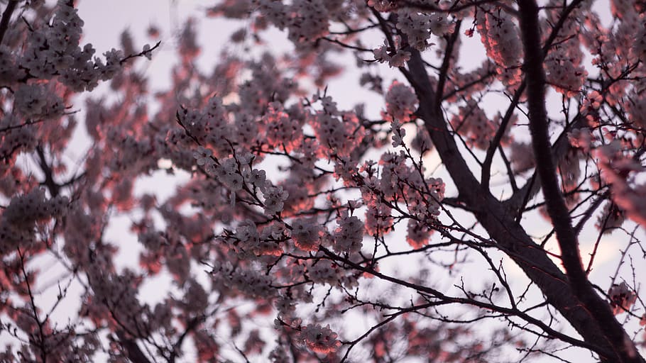 tree, flowers, sunset, branch, plant, low angle view, beauty in nature HD wallpaper