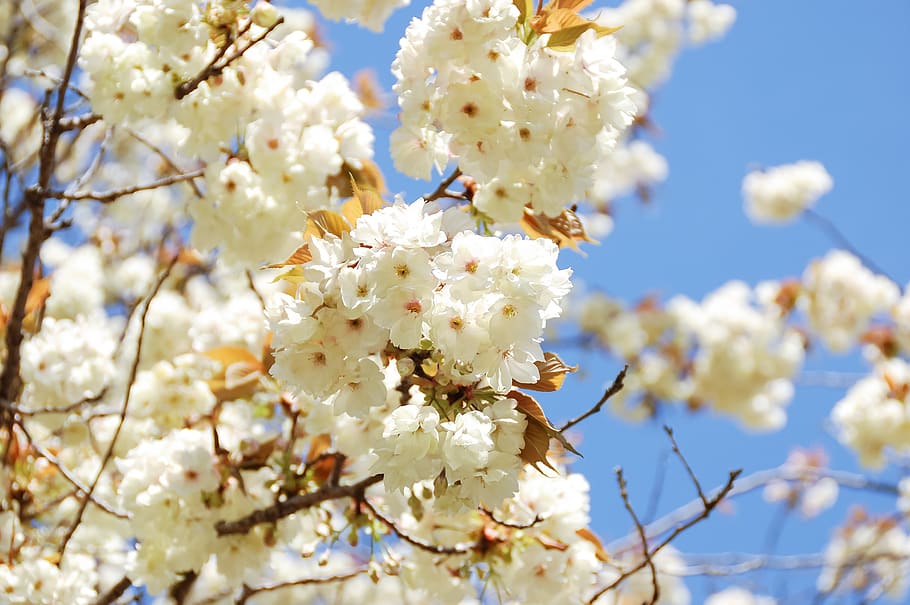 natural, landscape, japan, spring, flowers, cherry blossoms HD wallpaper