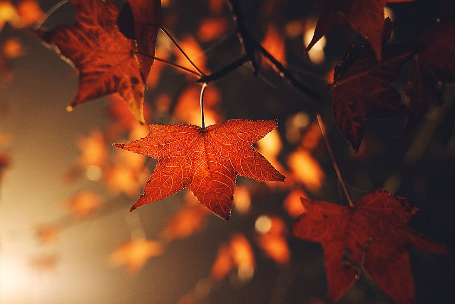 brown leafed plants, plant part, autumn, change, tree, close-up HD wallpaper