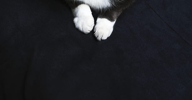 Kitty Paws Photo, Cats, Pets, Feet, animal, animal themes, mammal HD wallpaper