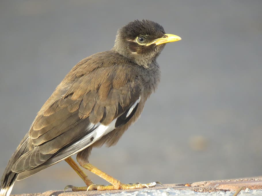 common myna, young, dusk, bird, animals in the wild, animal wildlife HD wallpaper