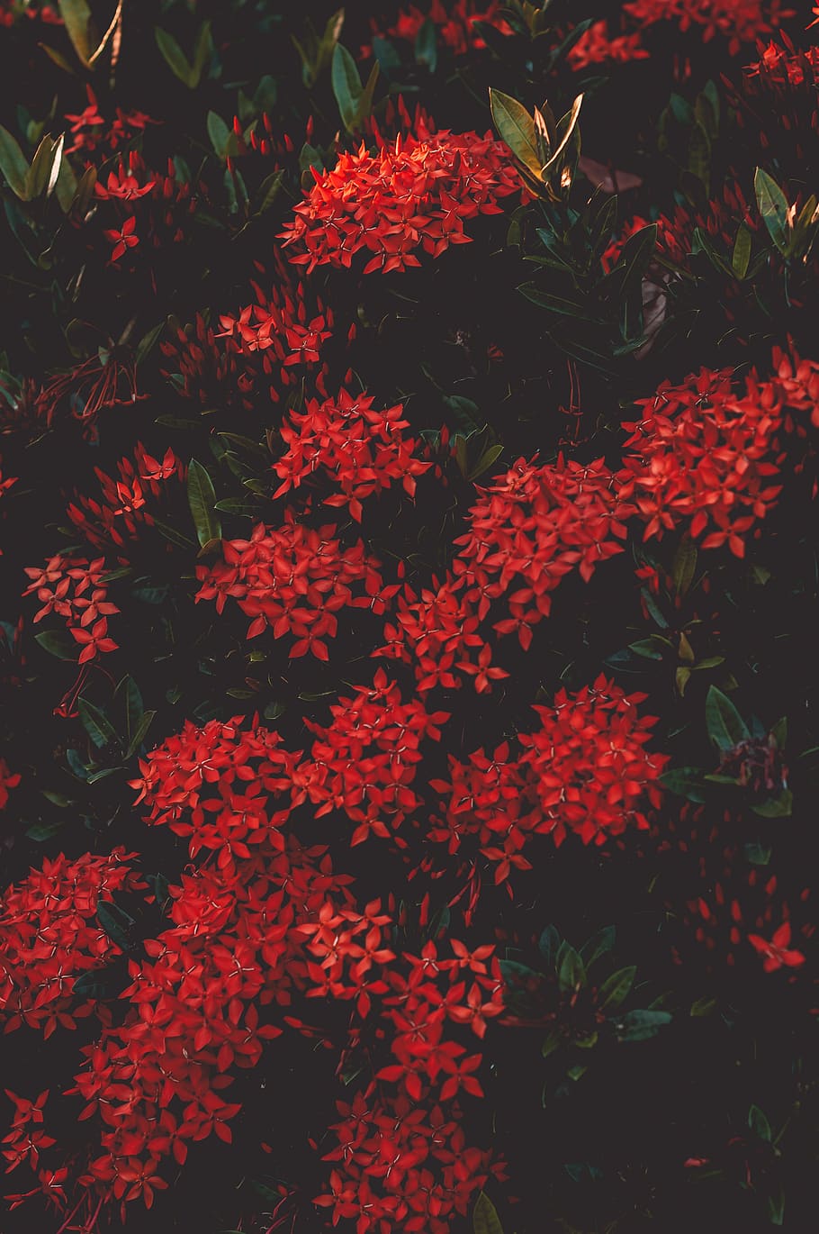 red petaled flowers, plant, growth, beauty in nature, leaf, plant part HD wallpaper
